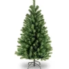 4 ft. North Valley Spruce Tree