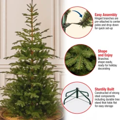 7.5 ft. Norwegian Spruce Tree