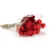 16 in. Spring Dried Red Capeblumen Flowers Bouquet